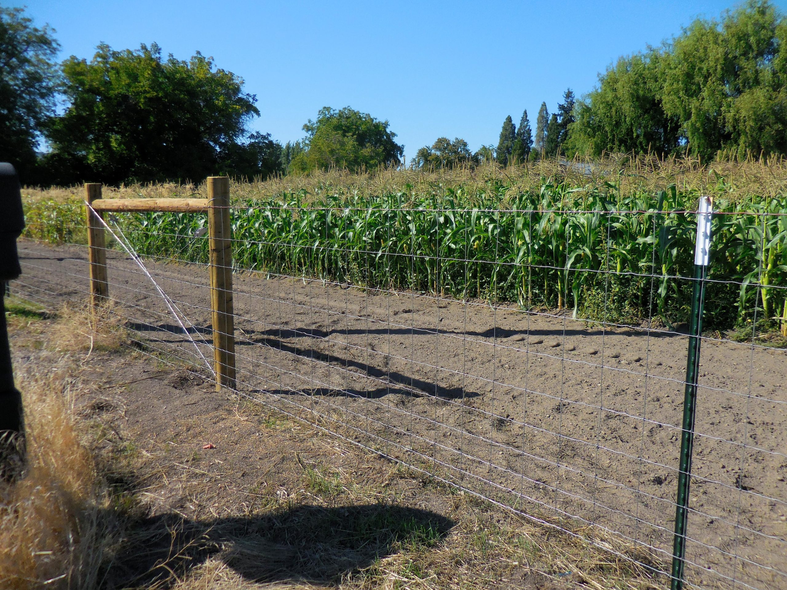 with woven wire mesh, wooden end posts featuring a diagonal brace wire, and green metal T-posts protecting a crop field.