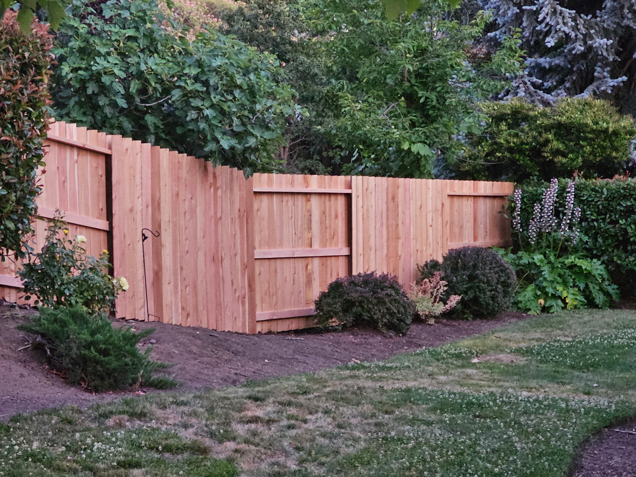 Finished Cedar privacy fence stepping down a landscaped Medford backyard at golden hour